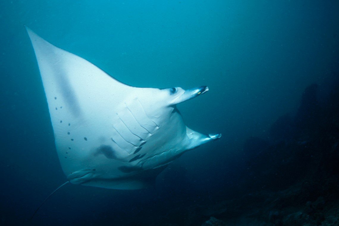 Gangga Divers - Diving Holidays Gangga Divers - Diving Holidays