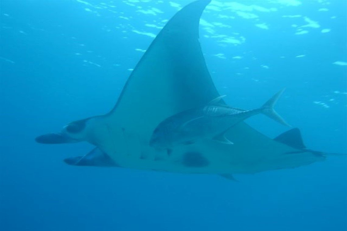 Extra Divers - Diving Holidays Extra Divers - Diving Holidays