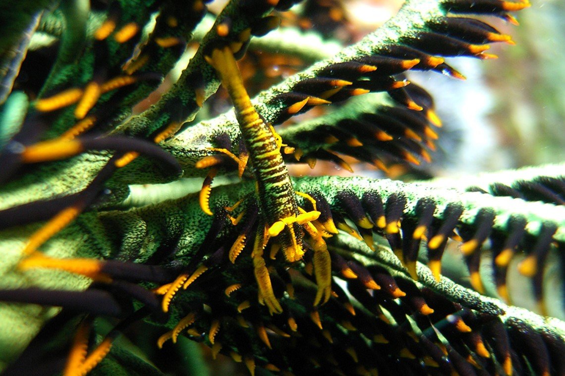 Extra Divers - Diving Holidays Extra Divers - Diving Holidays