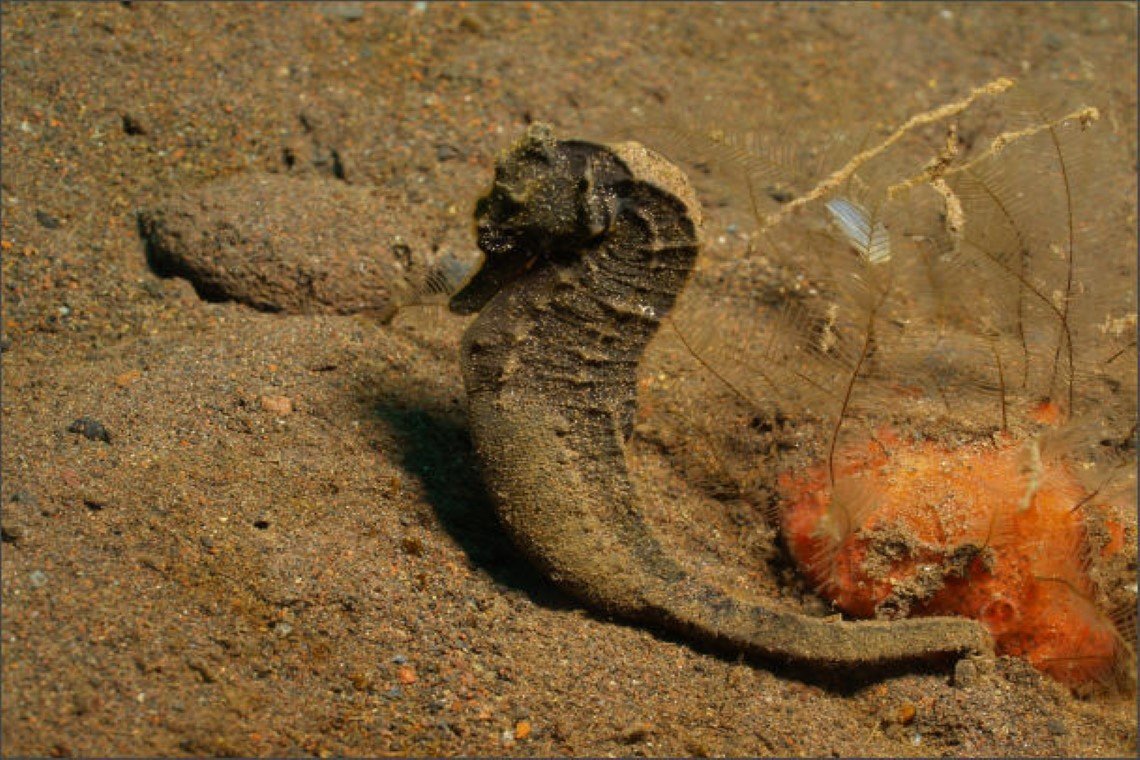 Kubu Indah Dive & Spa Resort - Diving Holidays