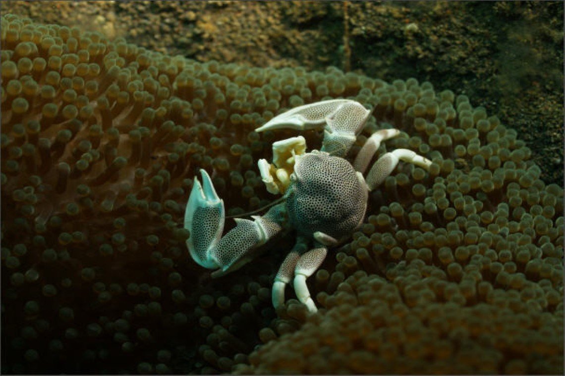 Kubu Indah Dive & Spa Resort - Diving Holidays Kubu Indah Dive & Spa Resort - Diving Holidays