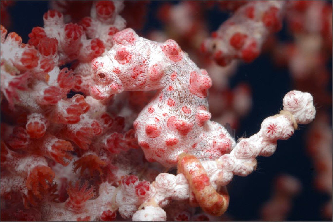 Kubu Indah Dive & Spa Resort - Diving Holidays Kubu Indah Dive & Spa Resort - Diving Holidays