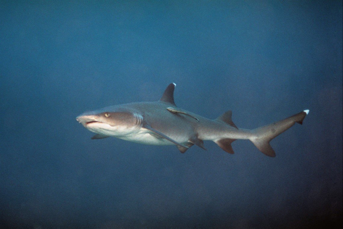 Gangga Divers - Diving Holidays Gangga Divers - Diving Holidays