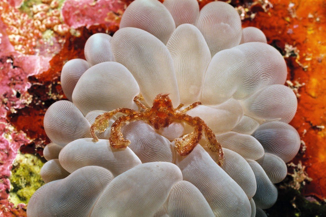 Gangga Divers - Diving Holidays Gangga Divers - Diving Holidays