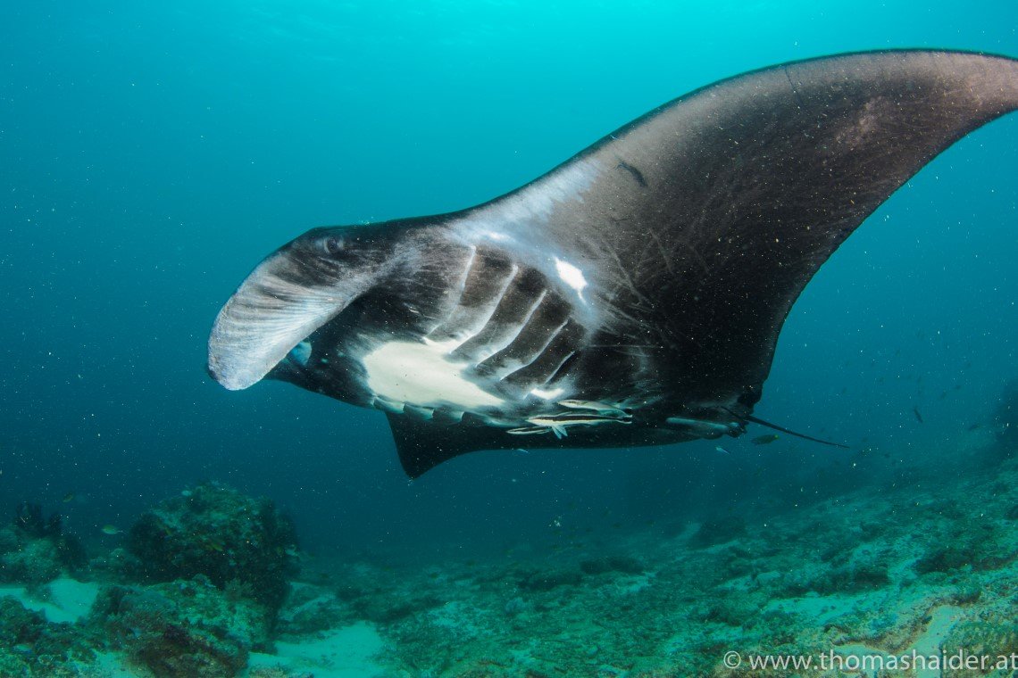 Gangga Divers - Diving Holidays