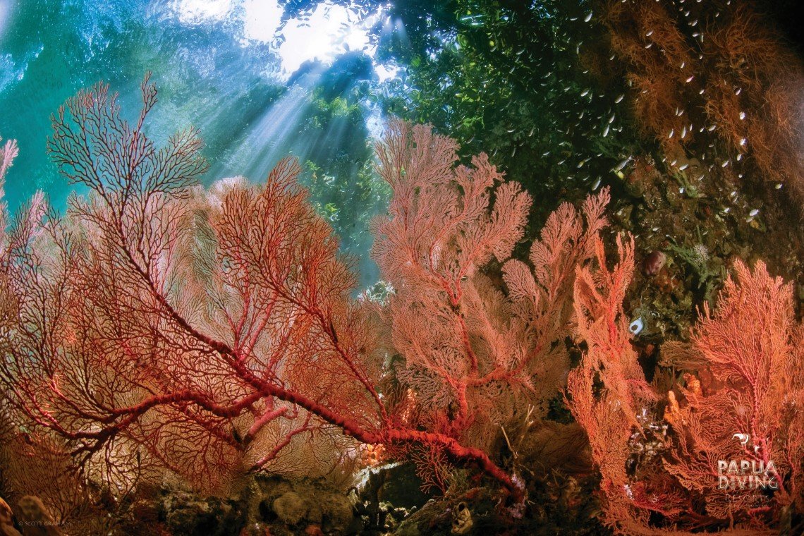 Papua Diving - Diving Holidays Papua Diving - Diving Holidays