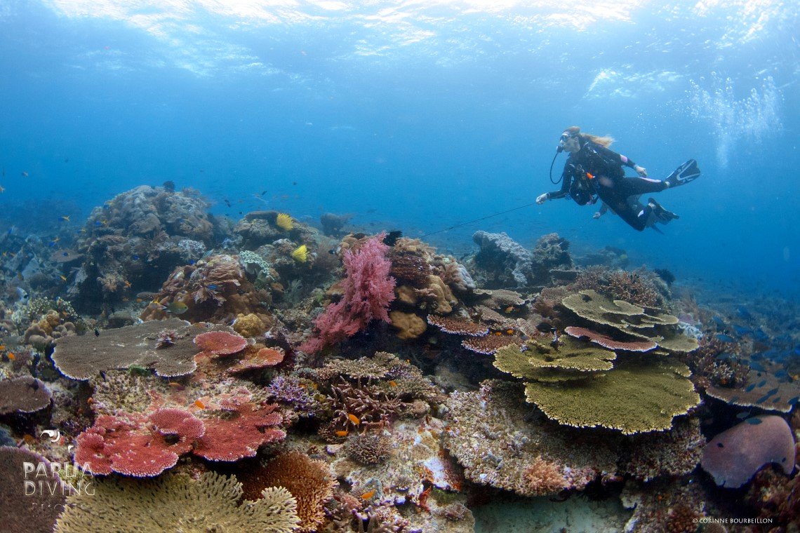 Papua Diving - Diving Holidays Papua Diving - Diving Holidays