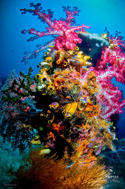 Papua Diving - Diving Holidays Papua Diving - Diving Holidays