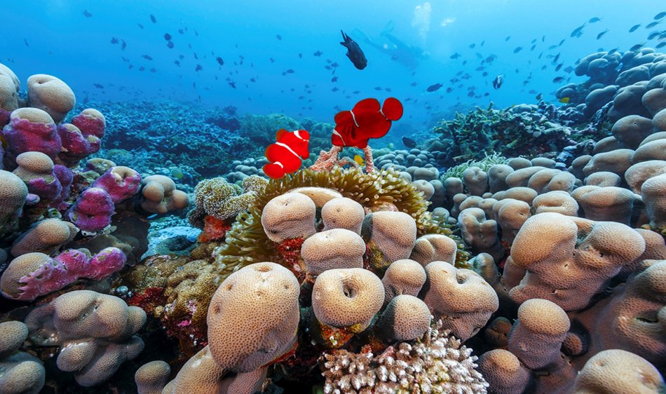 Wakatobi Dive Resort - Diving Holidays