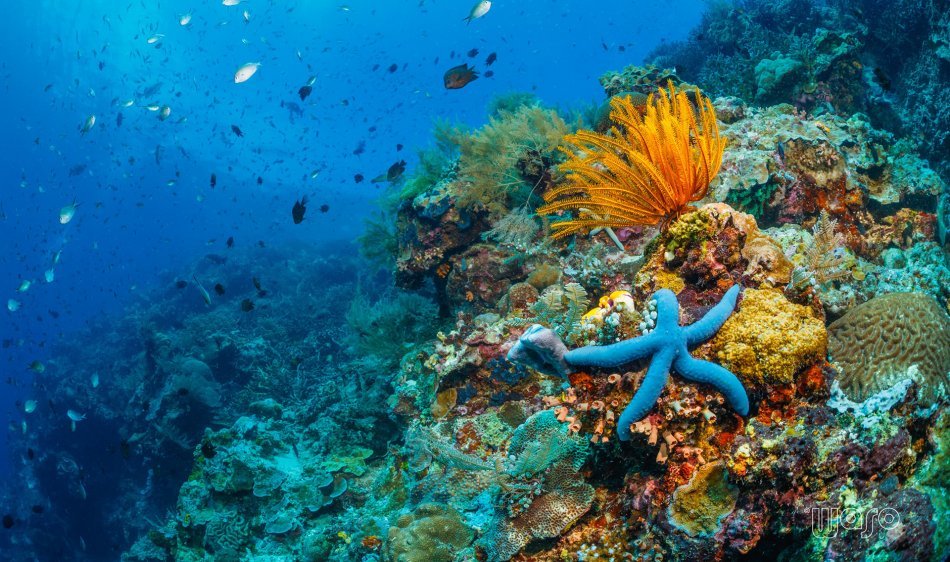 Thalassa Dive & Well-being Resort - Diving Holidays