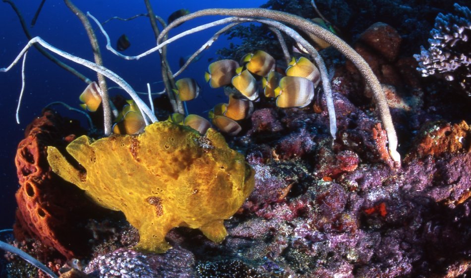 Thalassa Dive & Well-being Resort - Diving Holidays