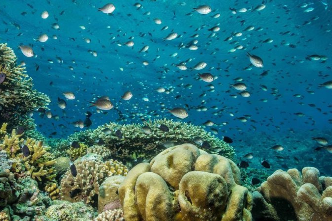 Murex Manado Dive Resort Murex Manado Dive Resort