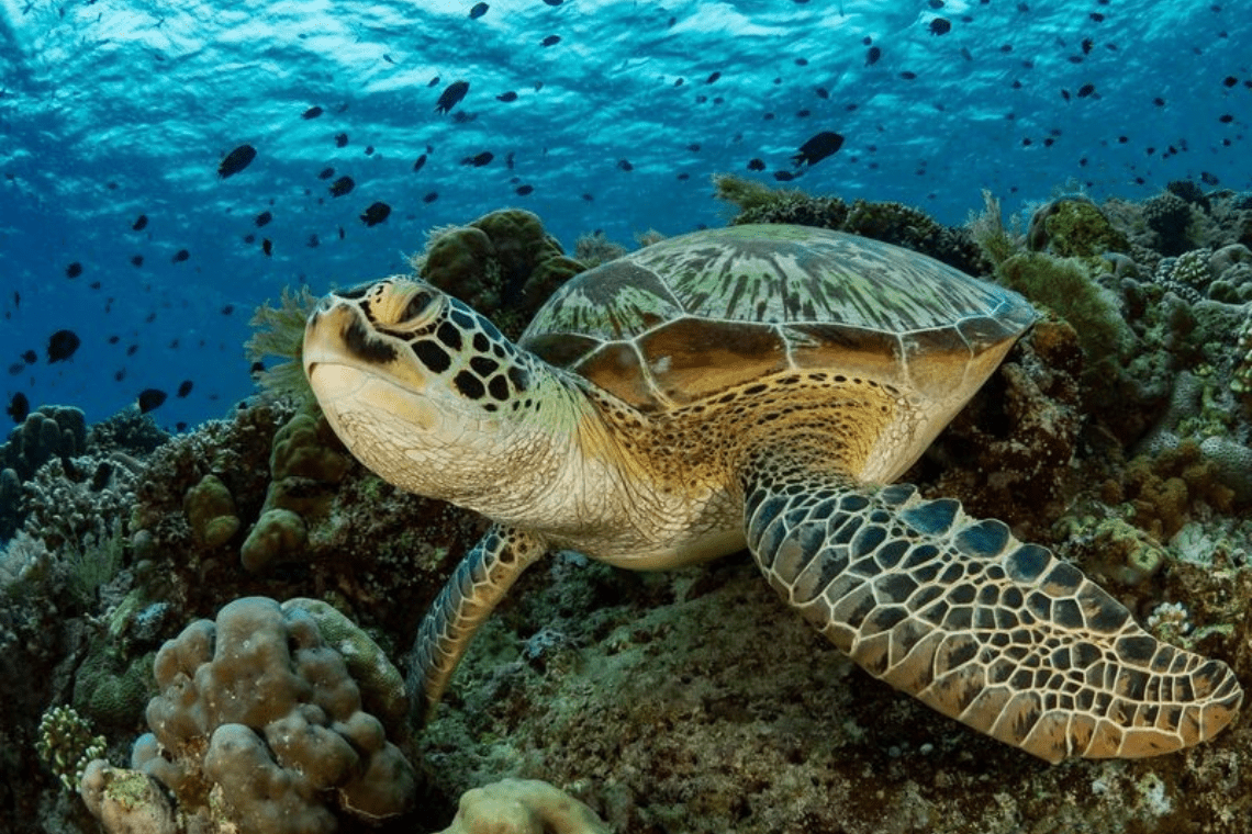 Murex Manado Dive Resort Murex Manado Dive Resort