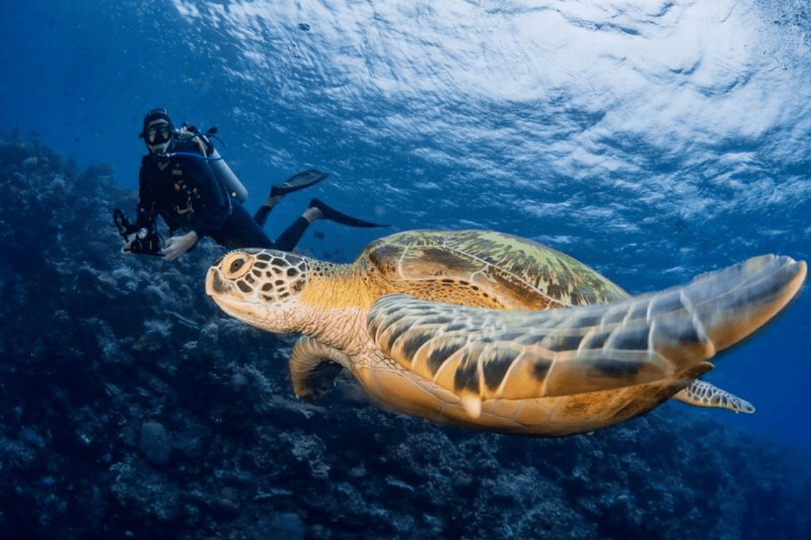 Murex Manado Dive Resort