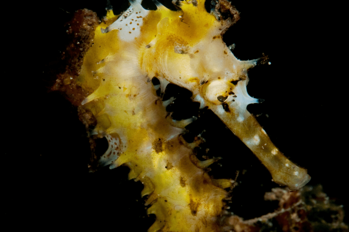 Alor Divers Eco Resort Alor Divers Eco Resort