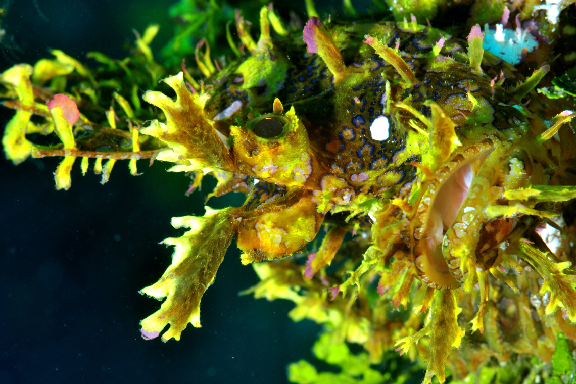 Alor Divers Eco Resort Alor Divers Eco Resort