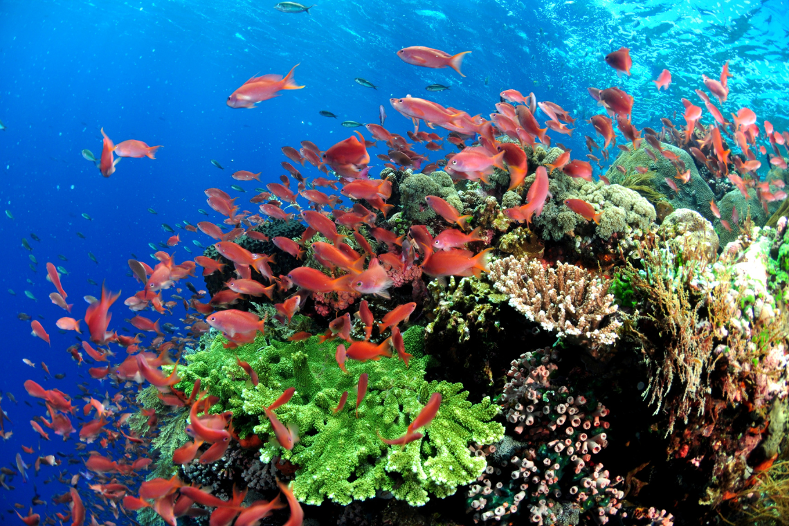 Alor Divers Eco Resort Alor Divers Eco Resort