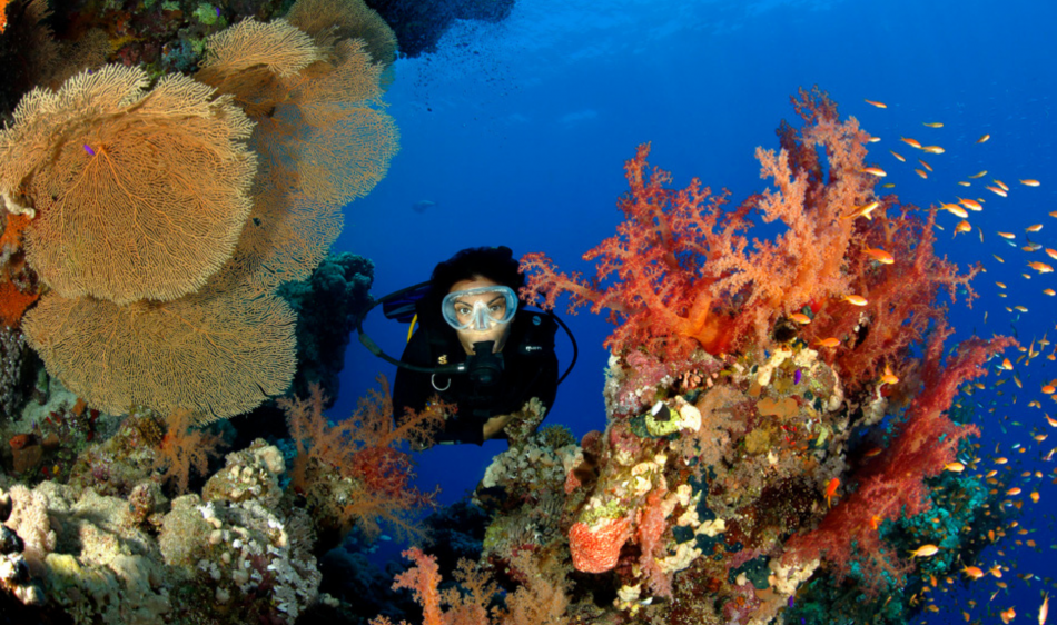 Camel Dive Club & Hotel