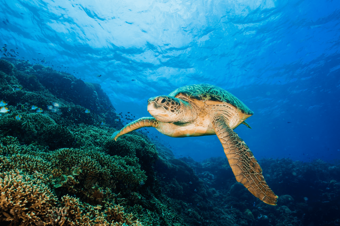 Thalassa Manado Dive Resort - Diving Holidays