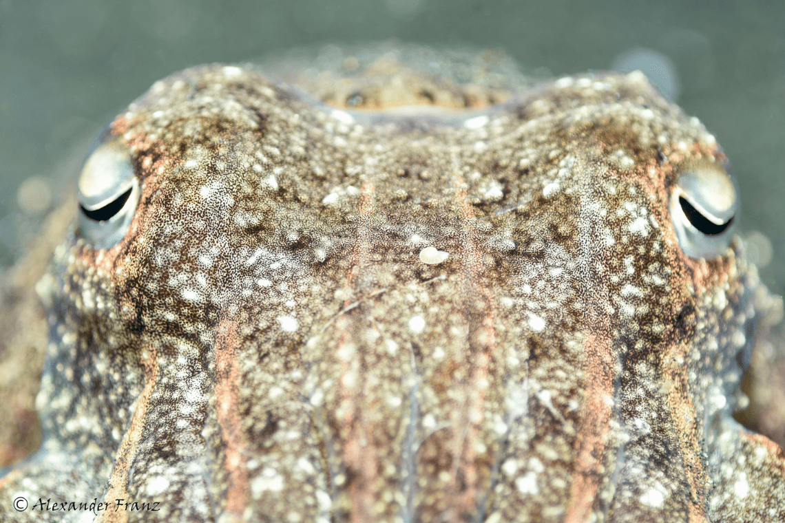 Thalassa Lembeh Dive Resort Thalassa Lembeh Dive Resort