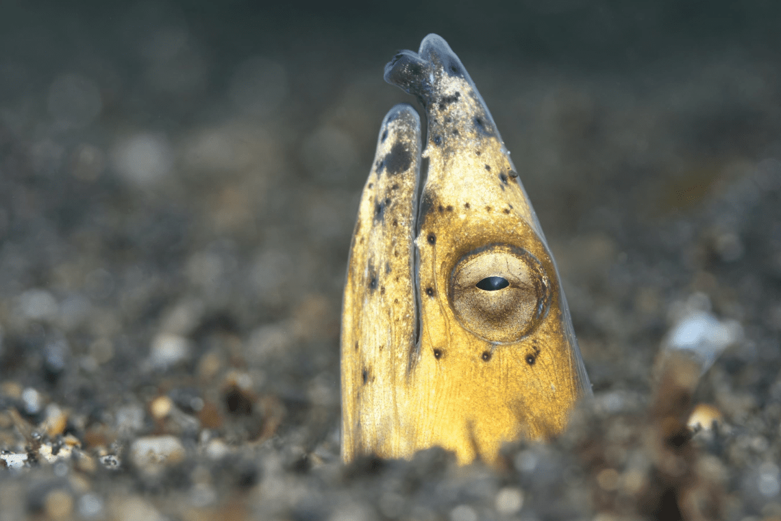 Thalassa Lembeh Dive Resort