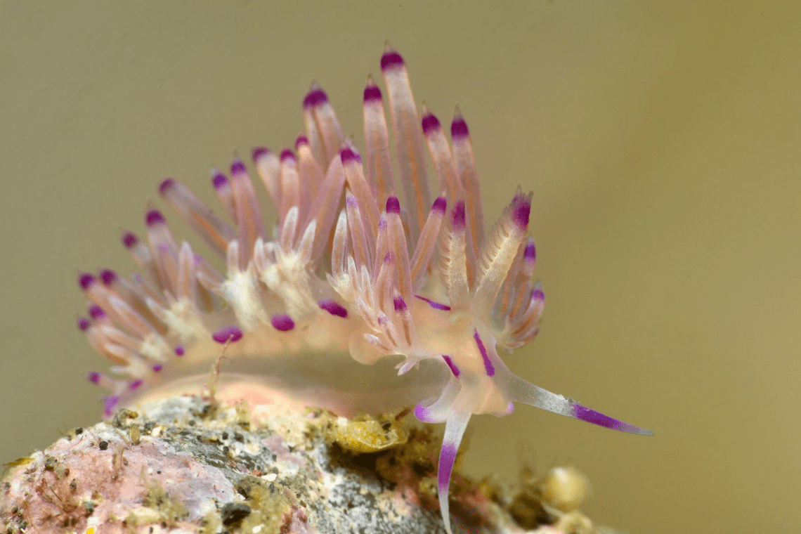 Thalassa Lembeh Dive Resort