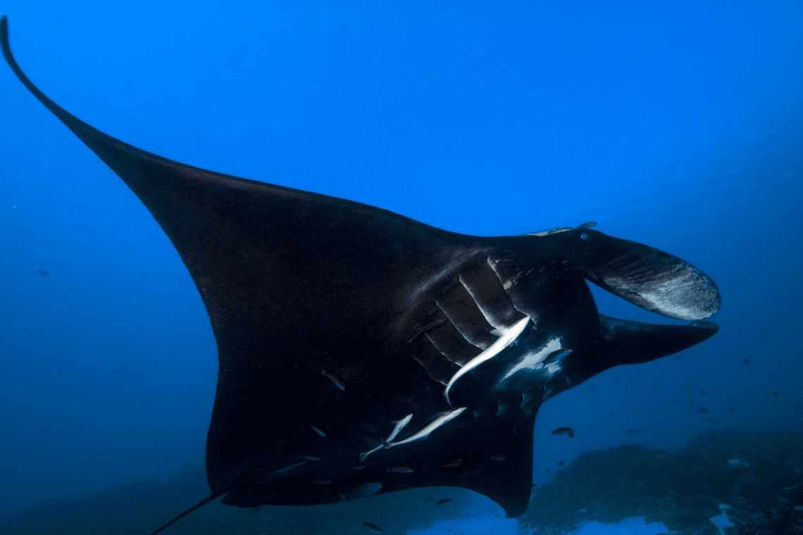 Papua Explorers Dive Resort Papua Explorers Dive Resort