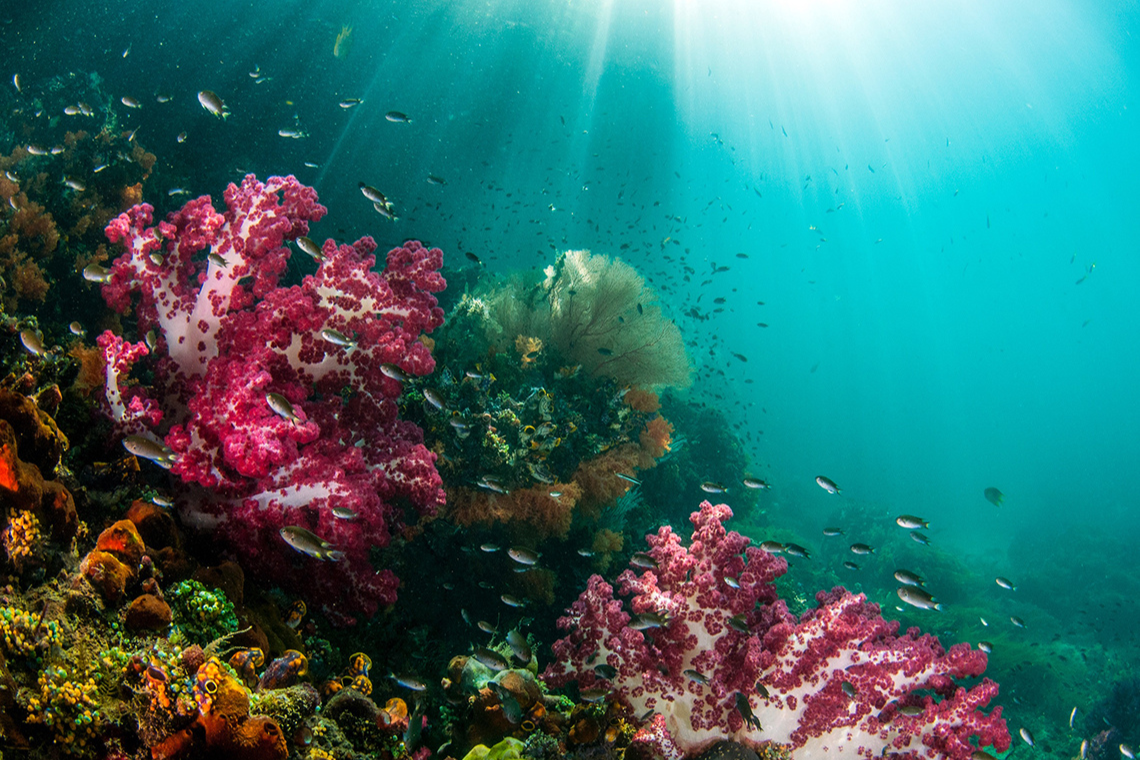 Papua Explorers Dive Resort Papua Explorers Dive Resort