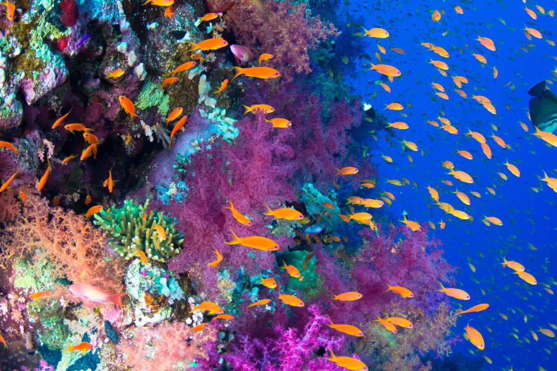 Red Sea Aggressor Red Sea Aggressor