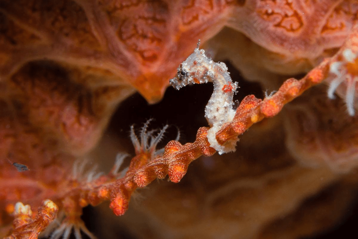 Moko Alor Dive Moko Alor Dive