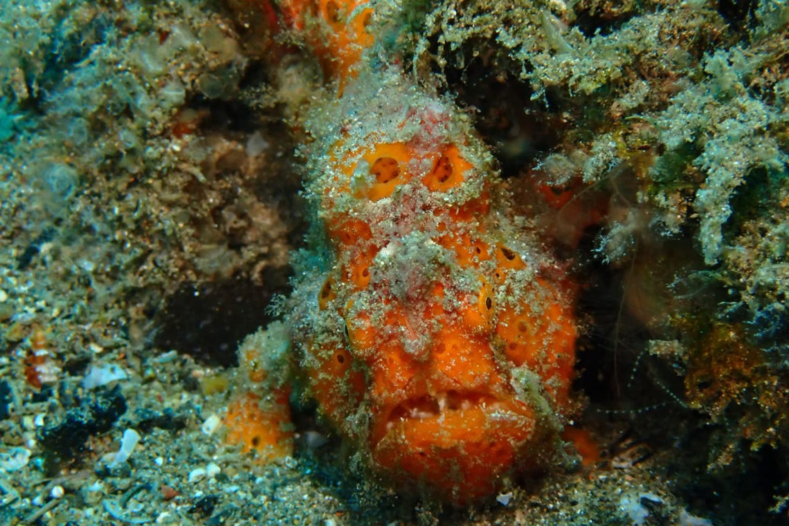 Mimpi Indah Resort - Diving Holidays Mimpi Indah Resort - Diving Holidays