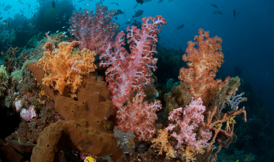 Murex Manado Dive Resort