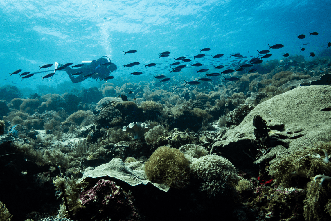 Moko Alor Dive Moko Alor Dive