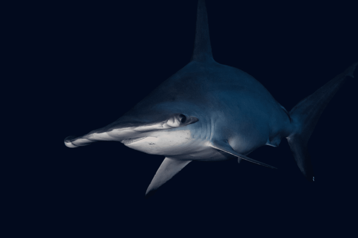 Pelagic Divers 