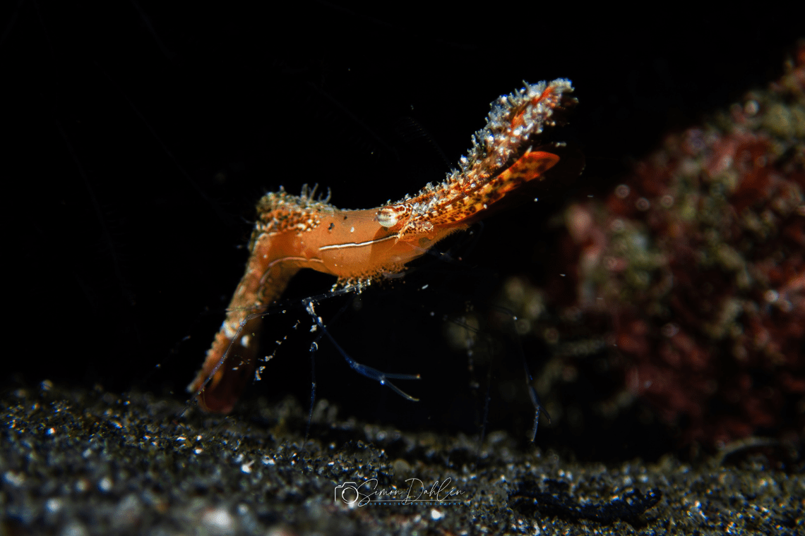 Moko Alor Dive Moko Alor Dive