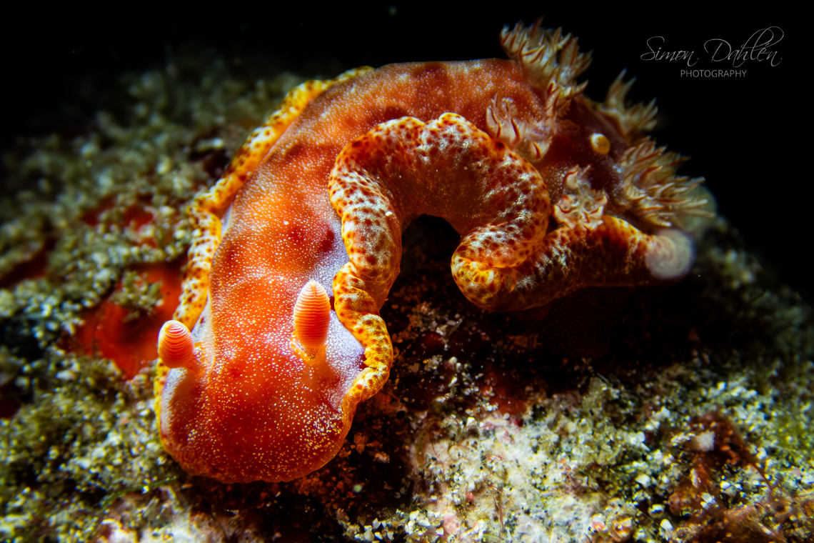 Moko Alor Dive Moko Alor Dive