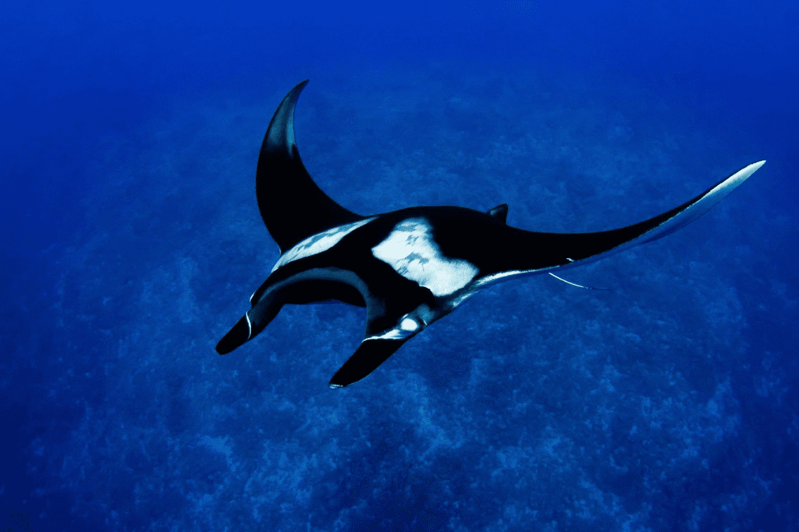 Pelagic Divers 
