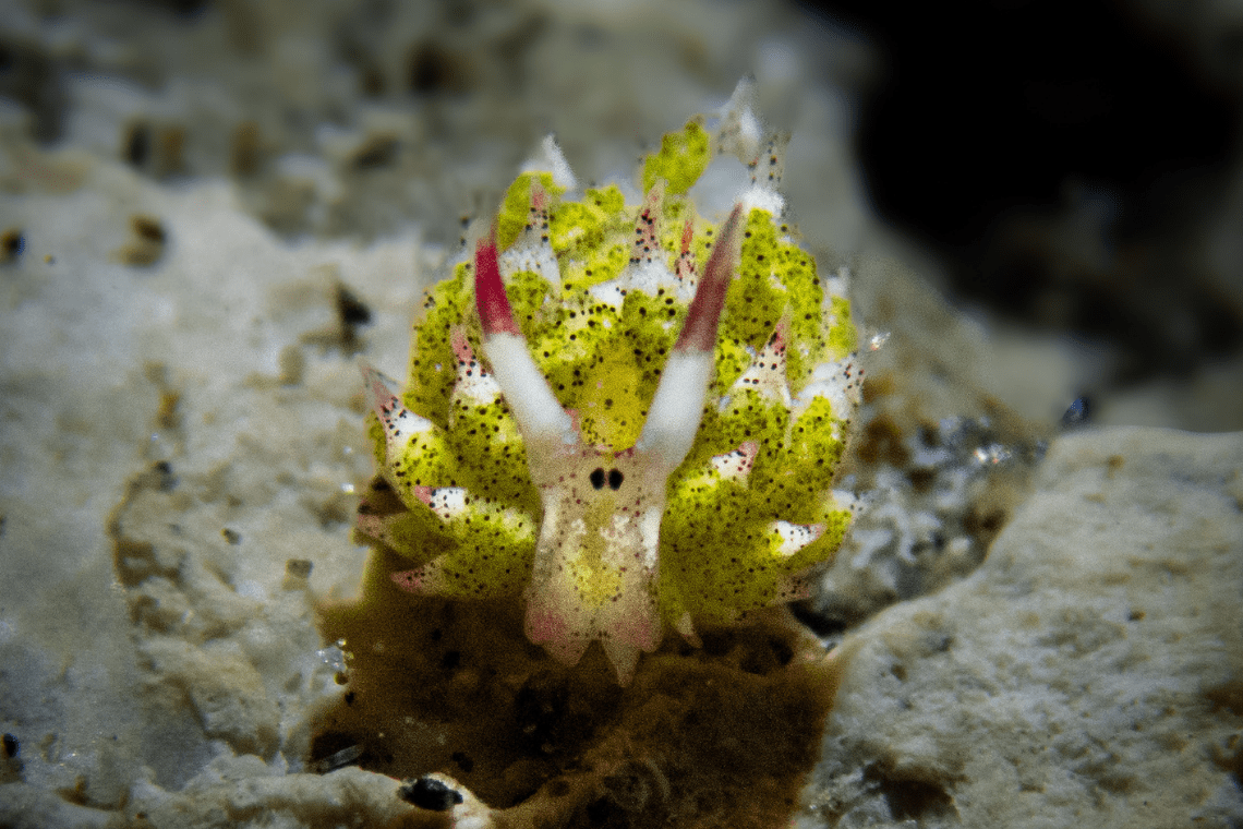 Moko Alor Dive Moko Alor Dive