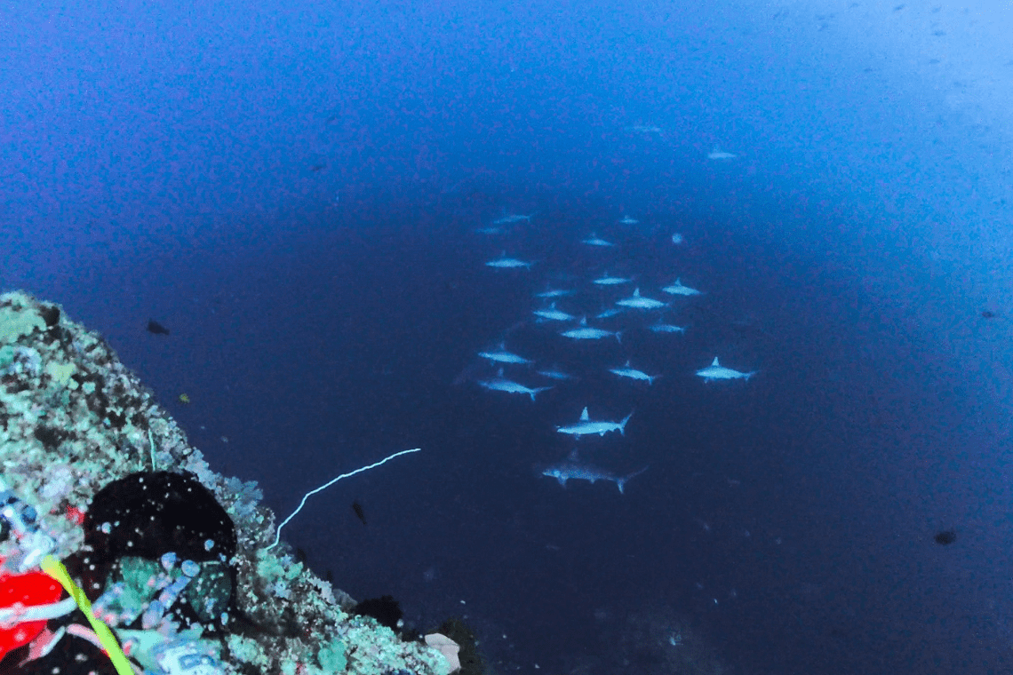 Moko Alor Dive Moko Alor Dive