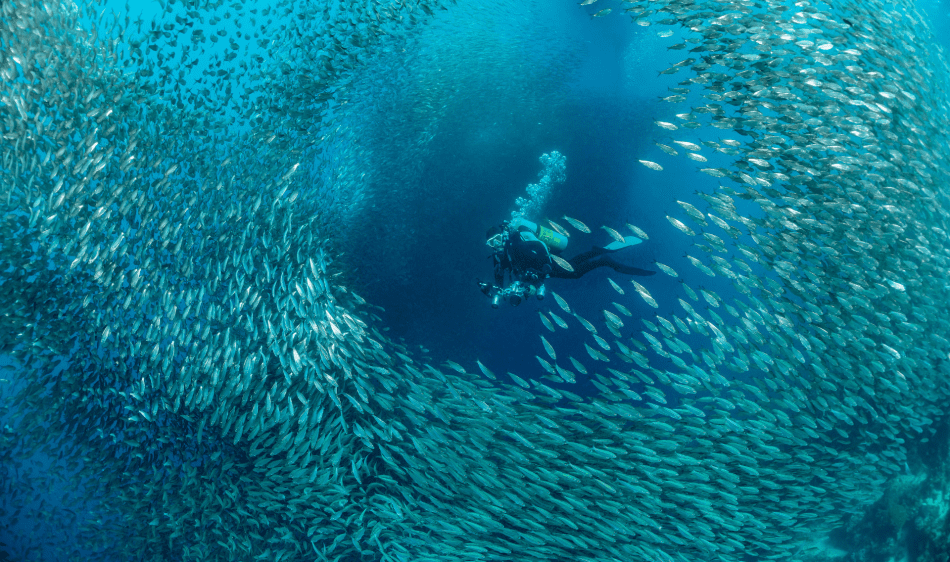 Visaya Dive Safari Visaya Dive Safari