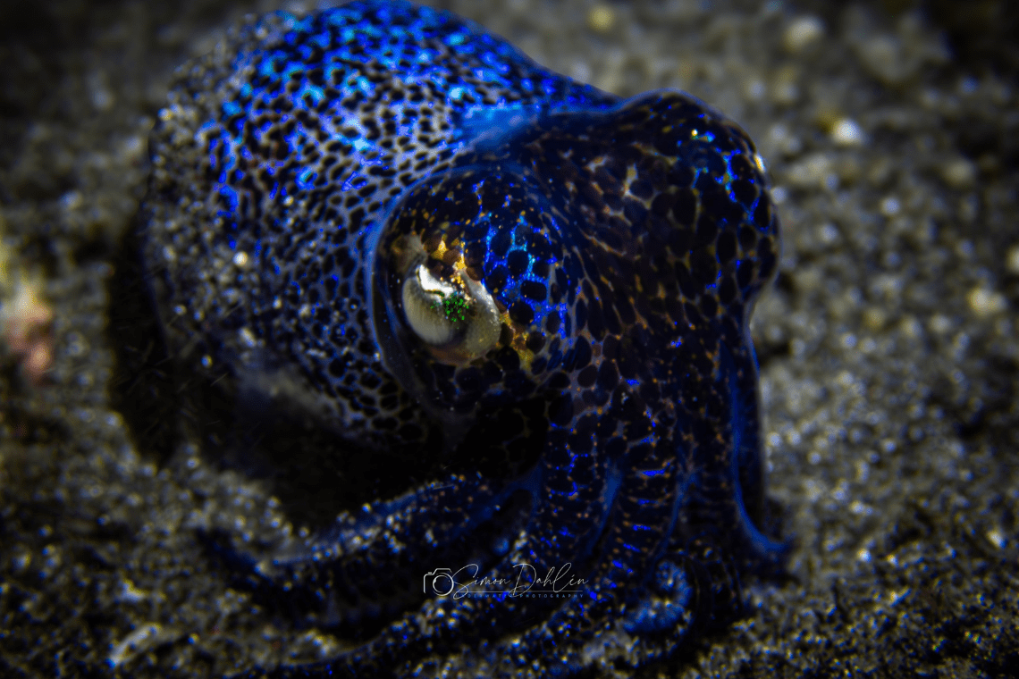 Moko Alor Dive Moko Alor Dive