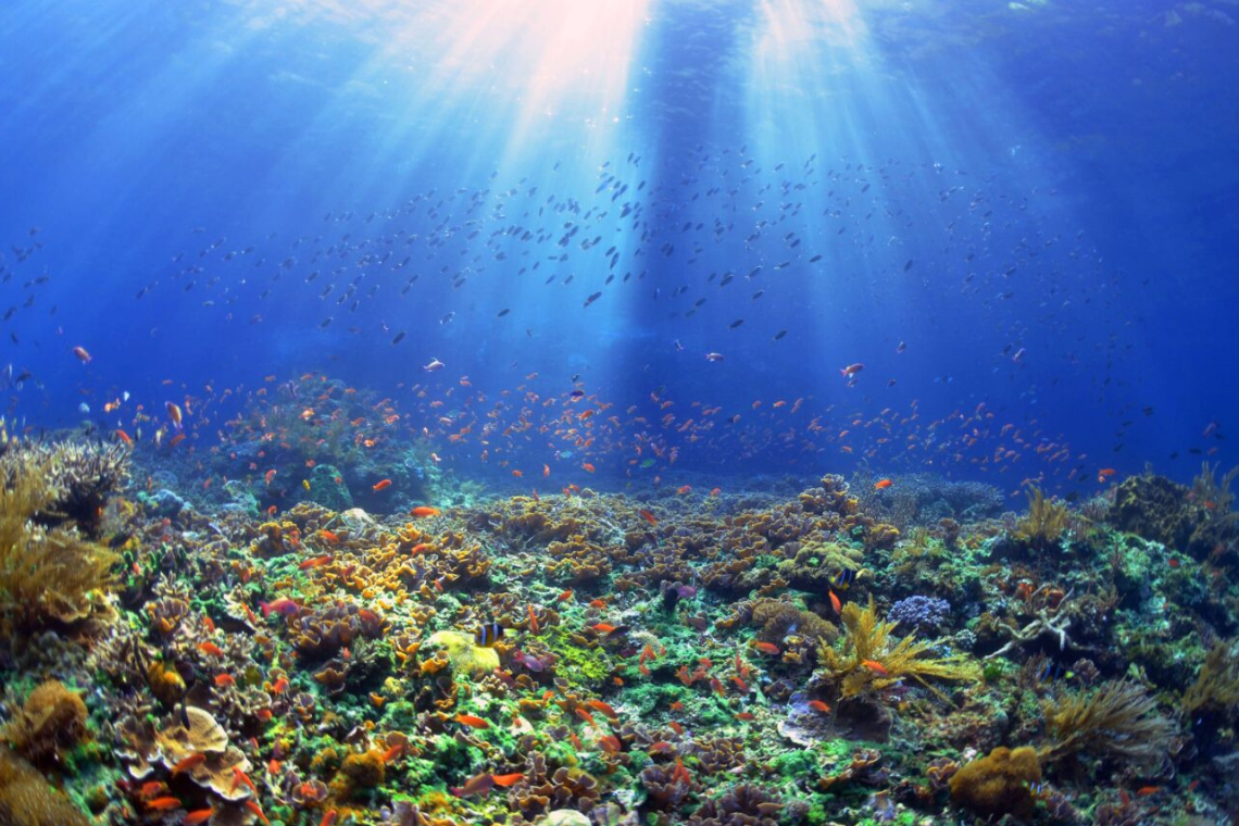 Moko Alor Dive Moko Alor Dive
