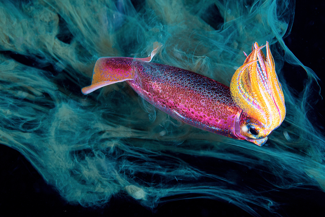 Murex Manado Dive Resort