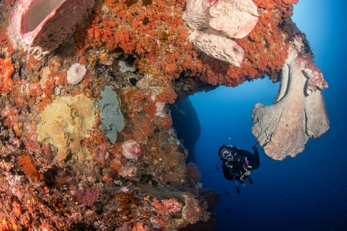Moko Alor Dive Moko Alor Dive