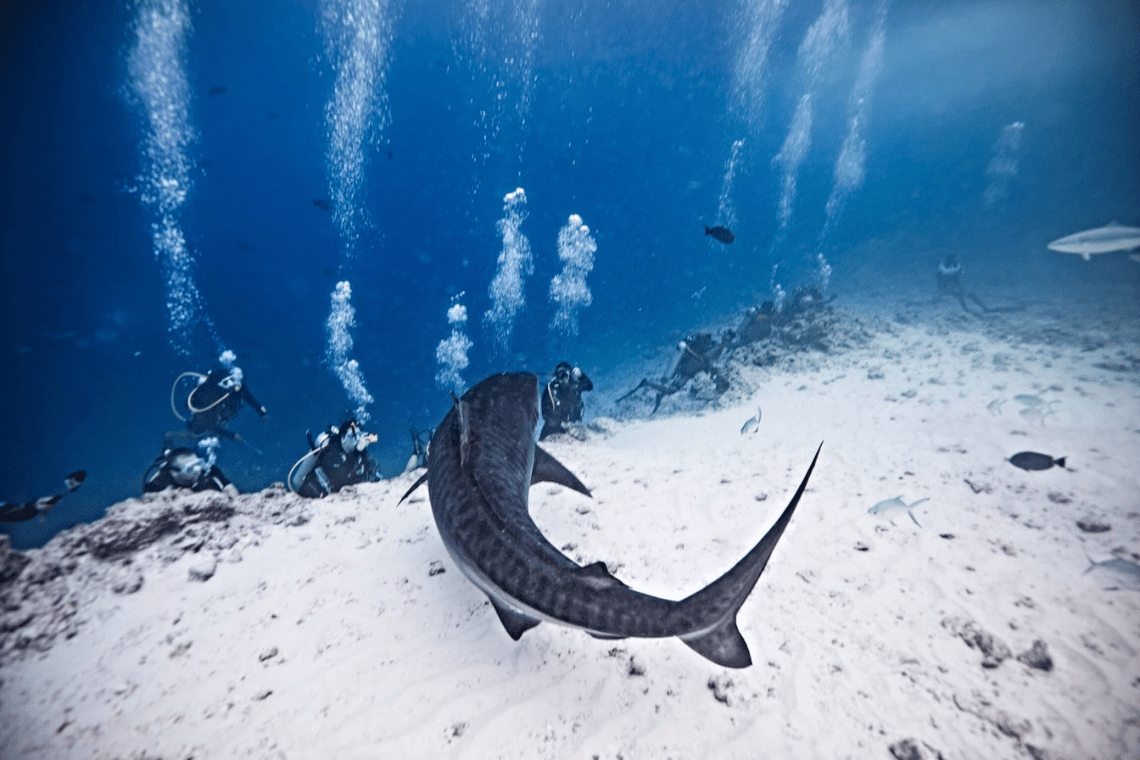 Pelagic Divers 