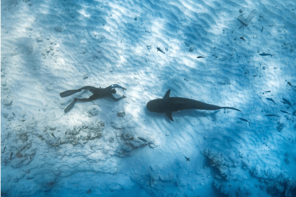 Pelagic Divers 