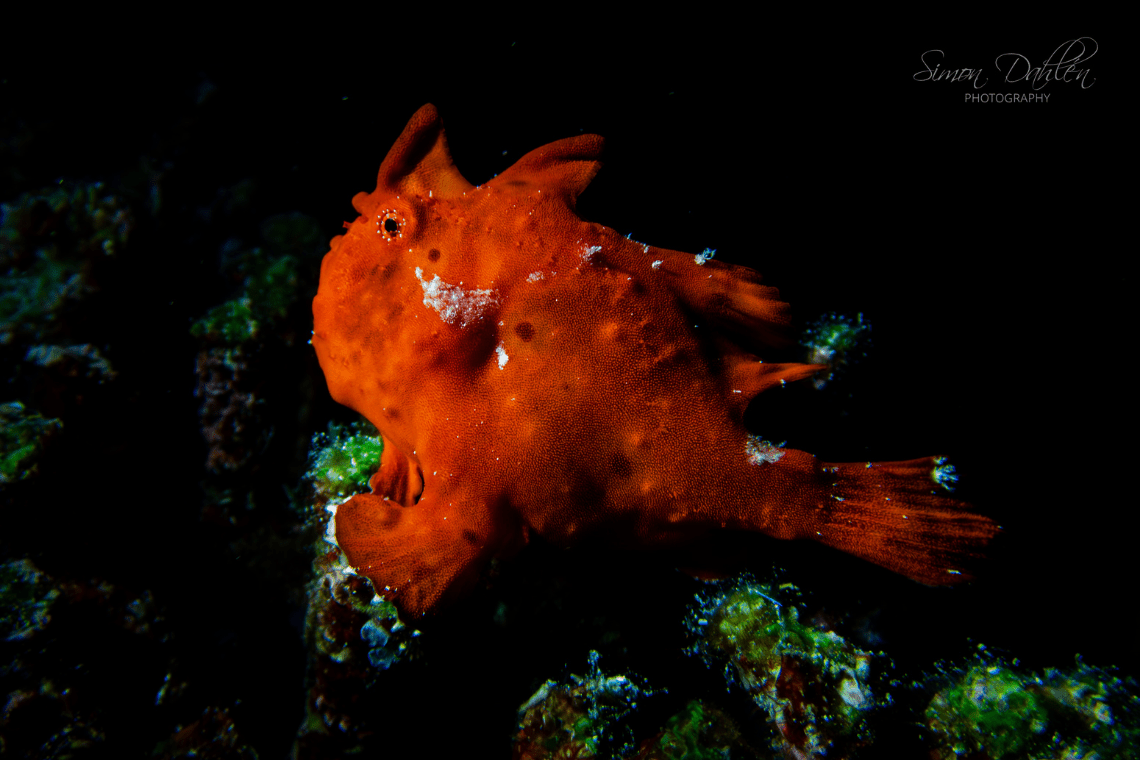 Moko Alor Dive Moko Alor Dive