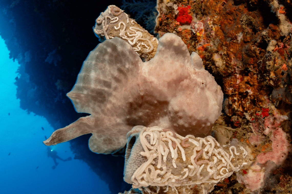 Visaya Dive Safari Visaya Dive Safari