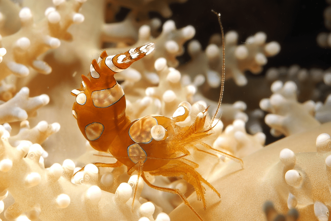 Easy Diving en Beach Resort
