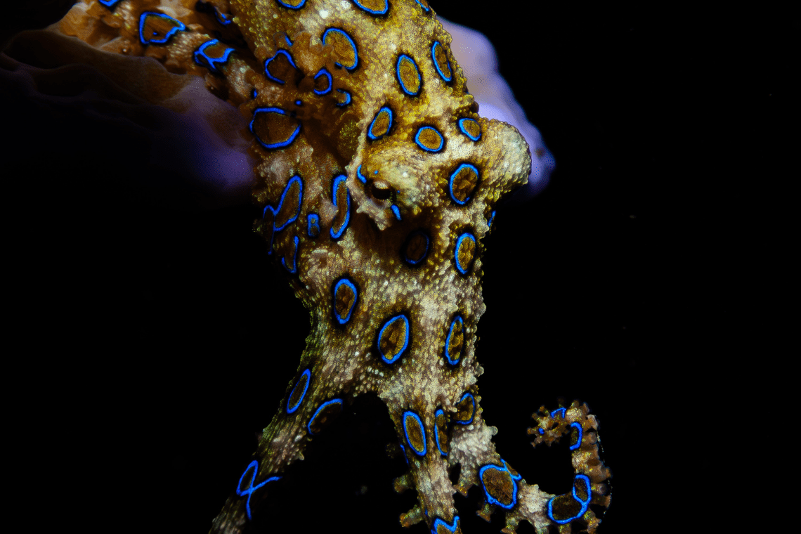 Moko Alor Dive Moko Alor Dive